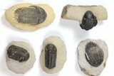Lot: Assorted Devonian Trilobites - Pieces #119899-1